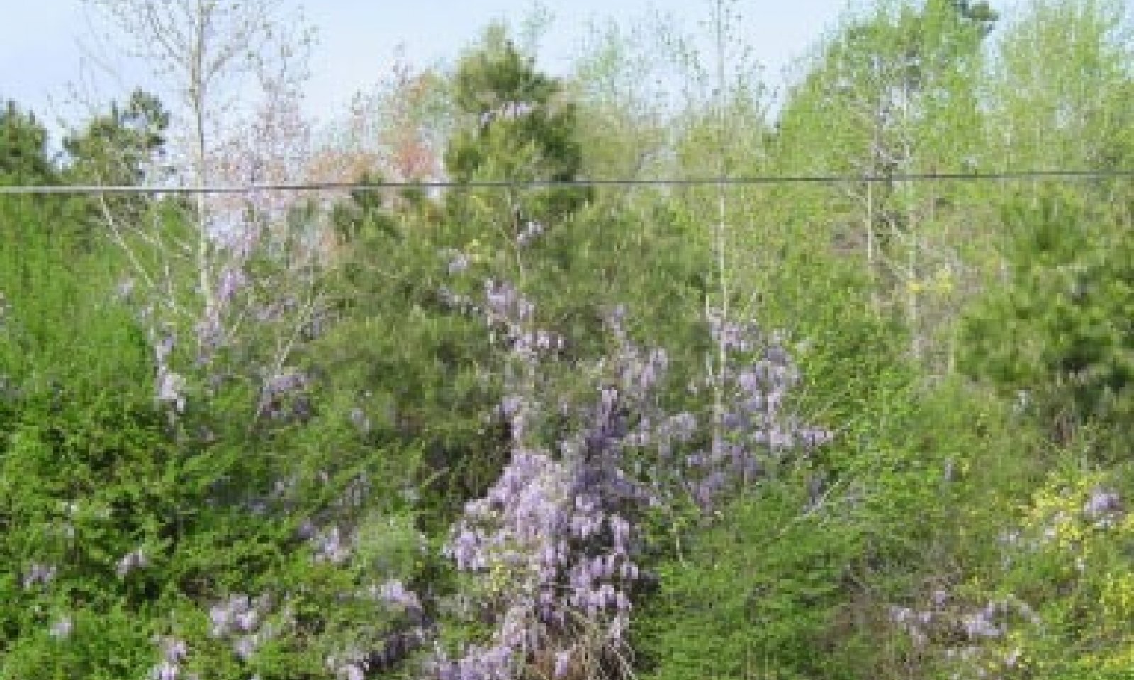 Wisteria