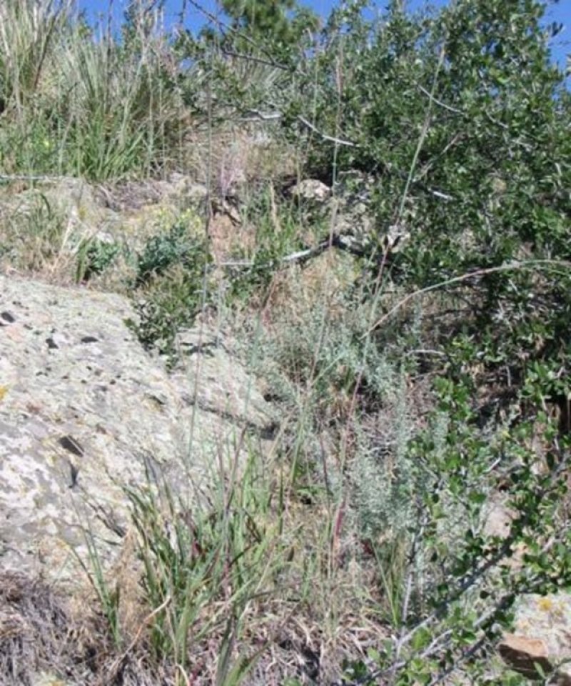Shallow Foothills lru B