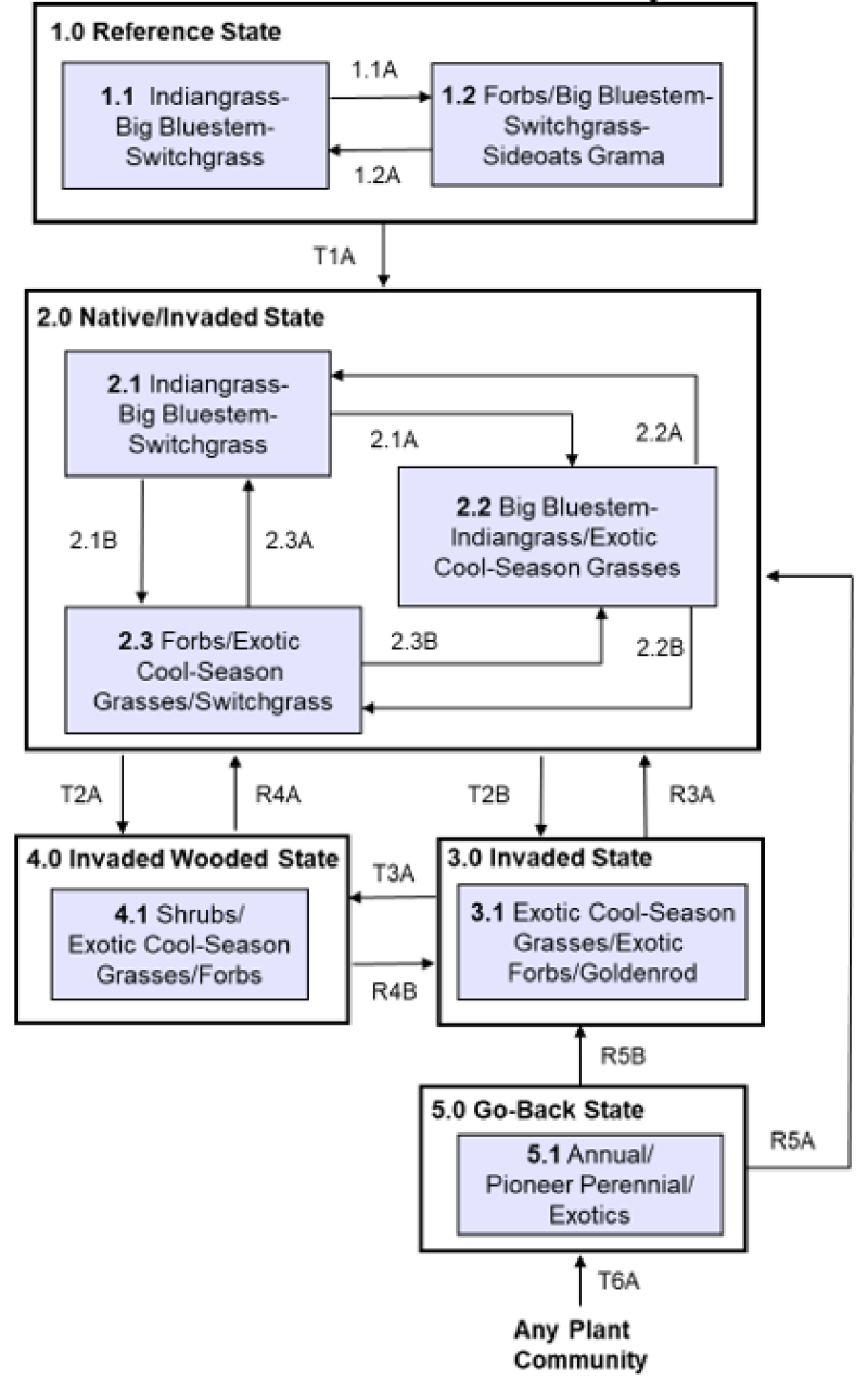 Model diagram
