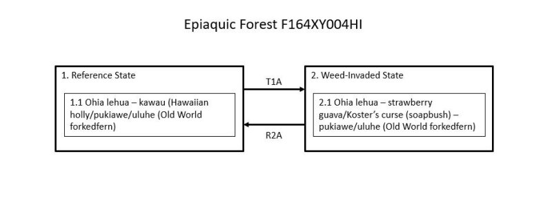 Model diagram