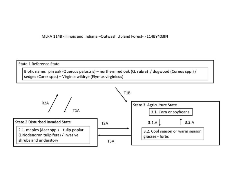 Model diagram