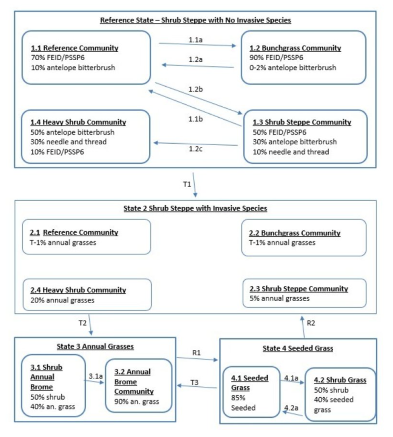 Model diagram