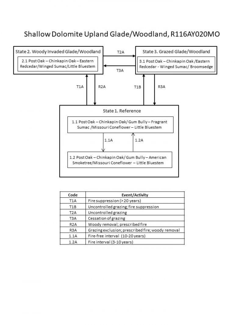 Model diagram