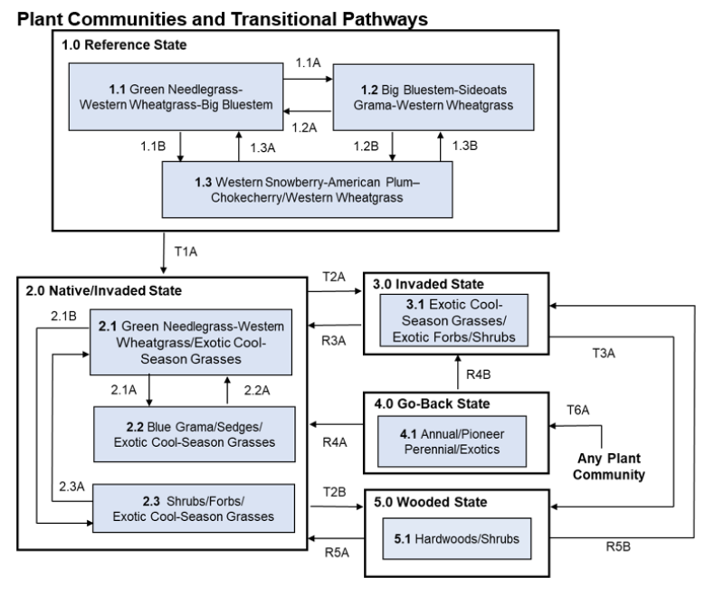 Model diagram