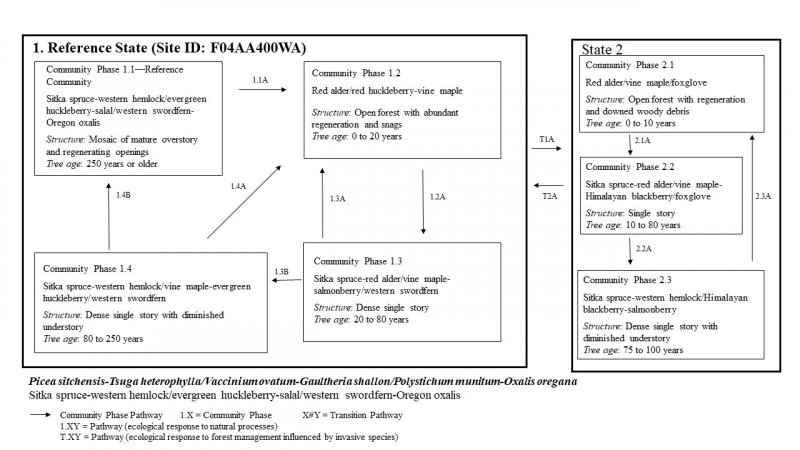 Model diagram