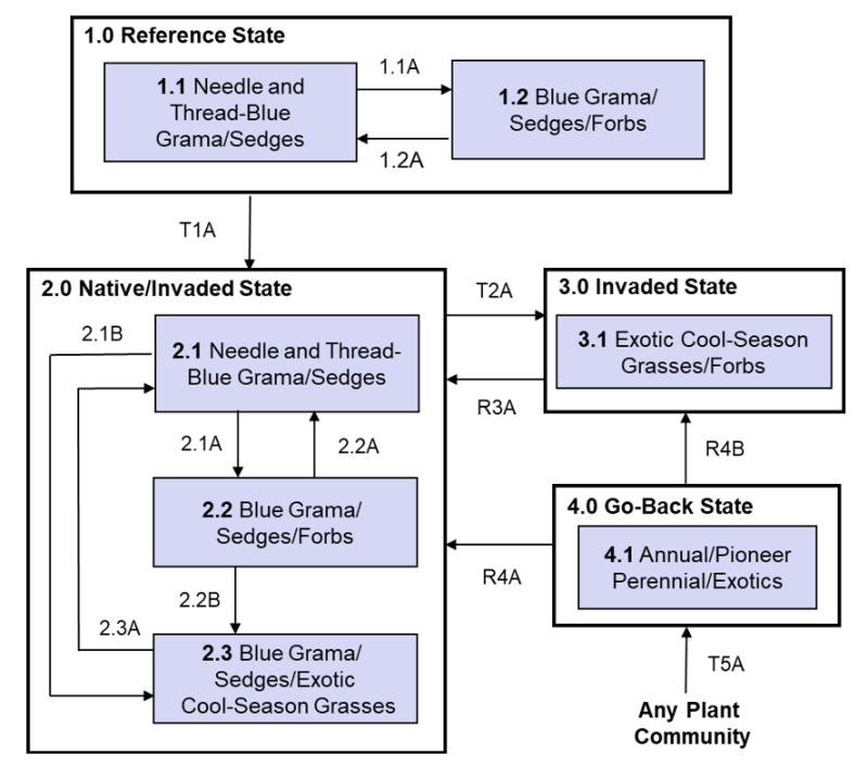 Model diagram