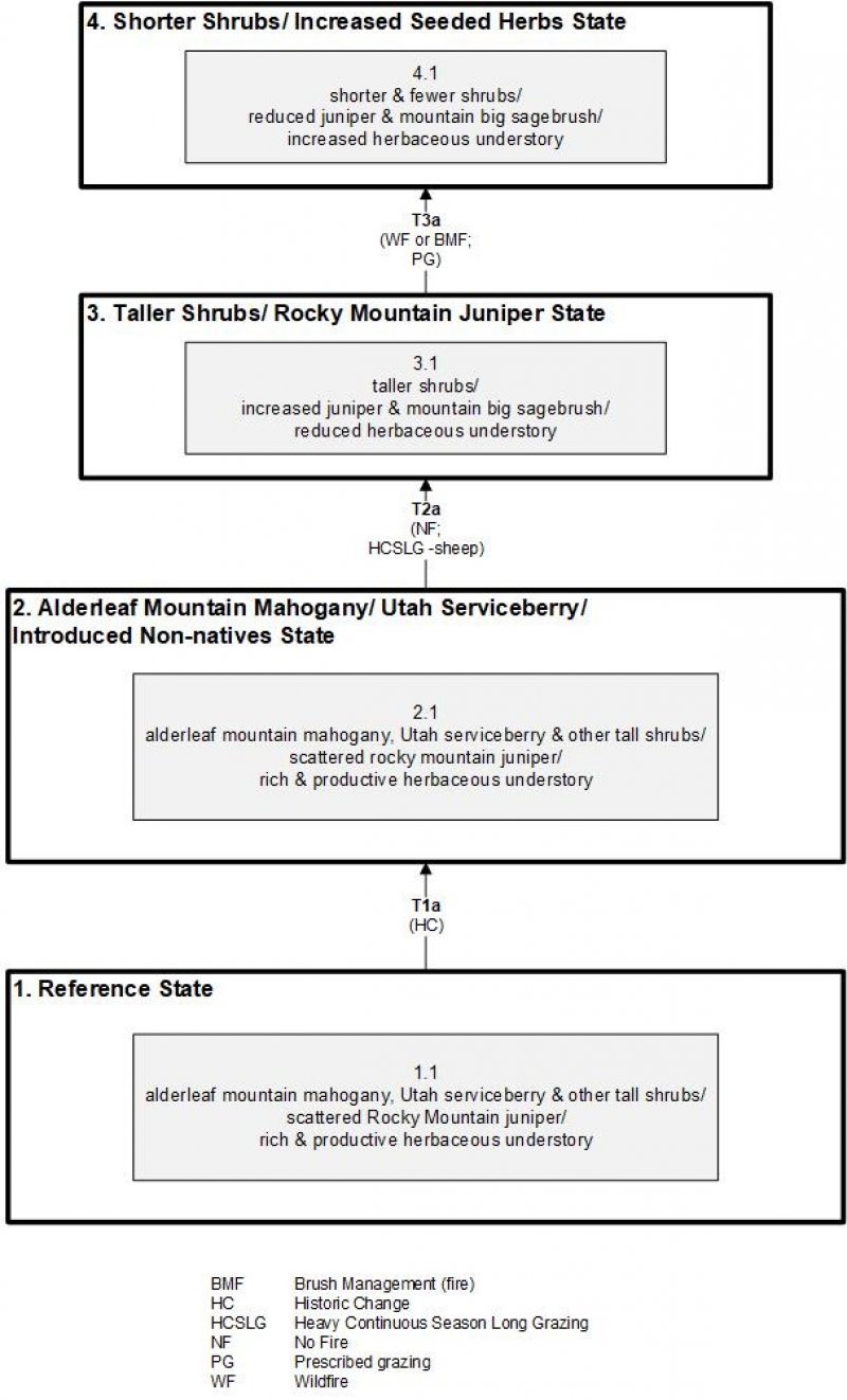 Model diagram