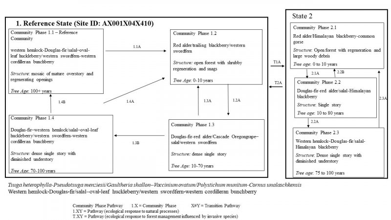 Model diagram