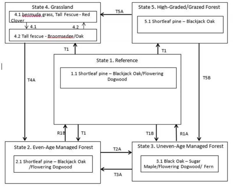 Model diagram