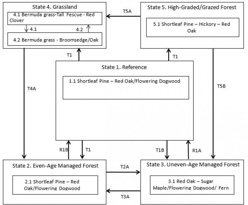 Model diagram