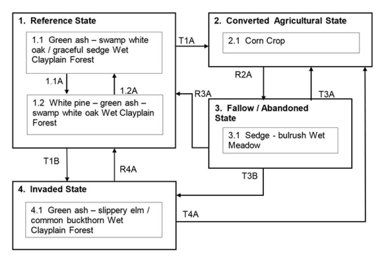 Model diagram