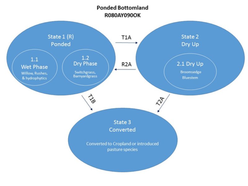 Model diagram