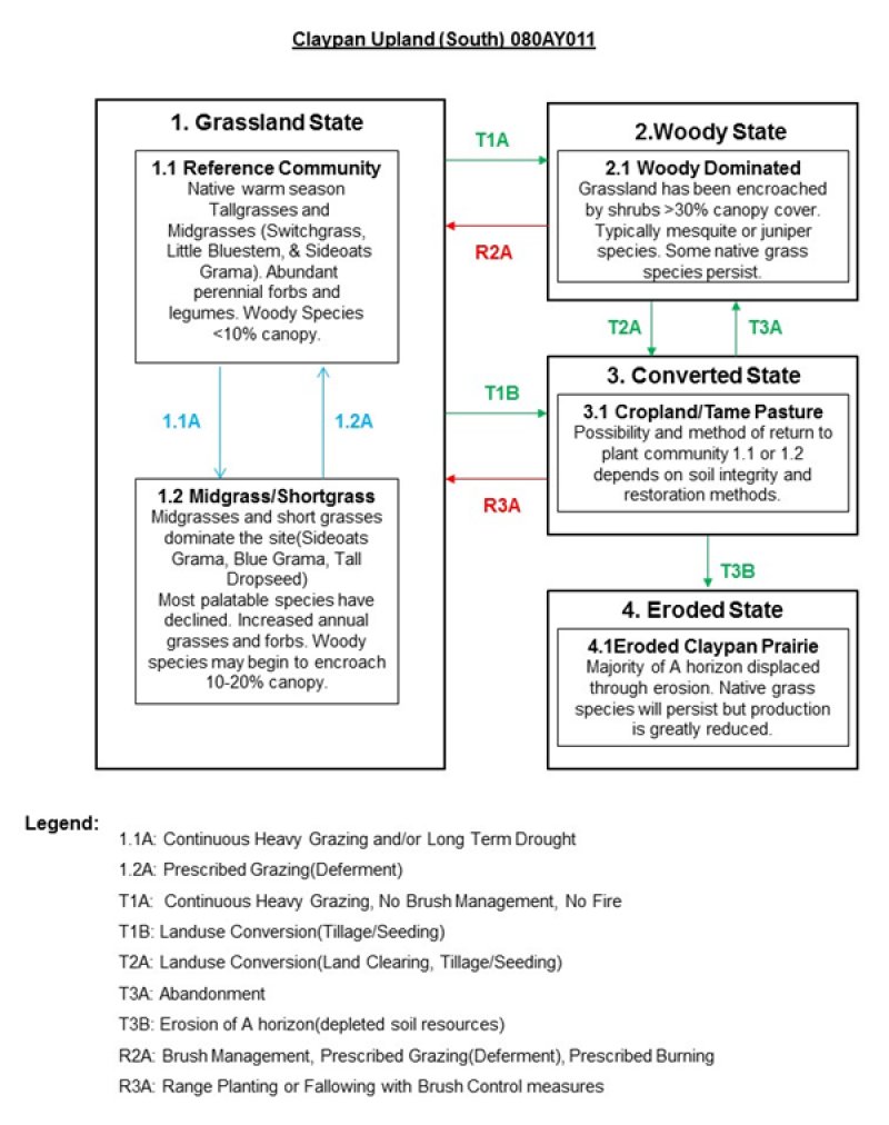 Model diagram
