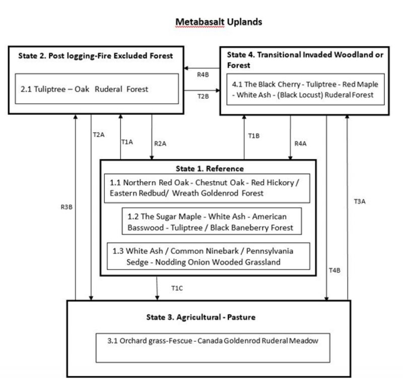 Model diagram