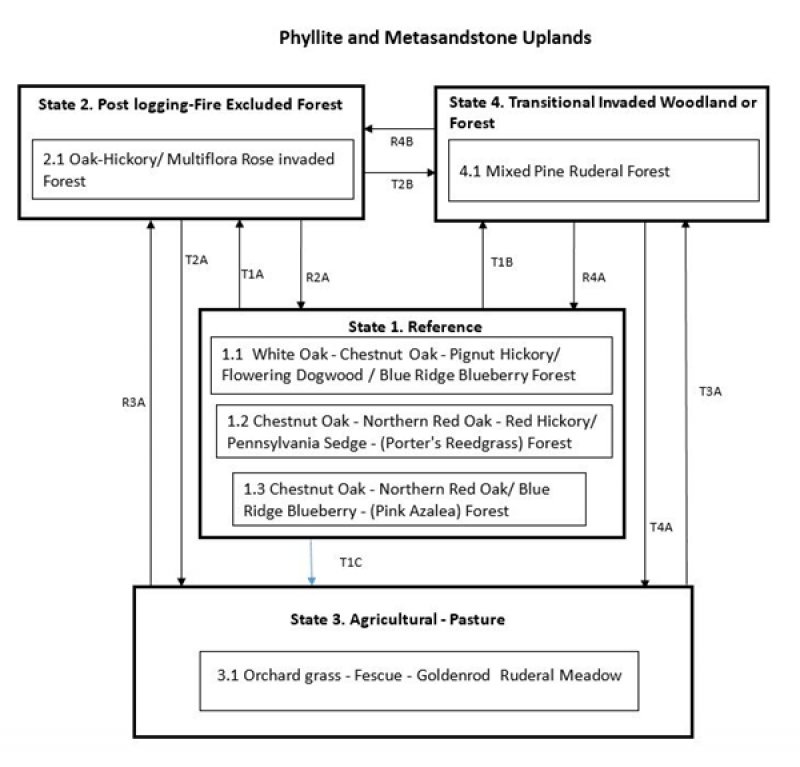 Model diagram