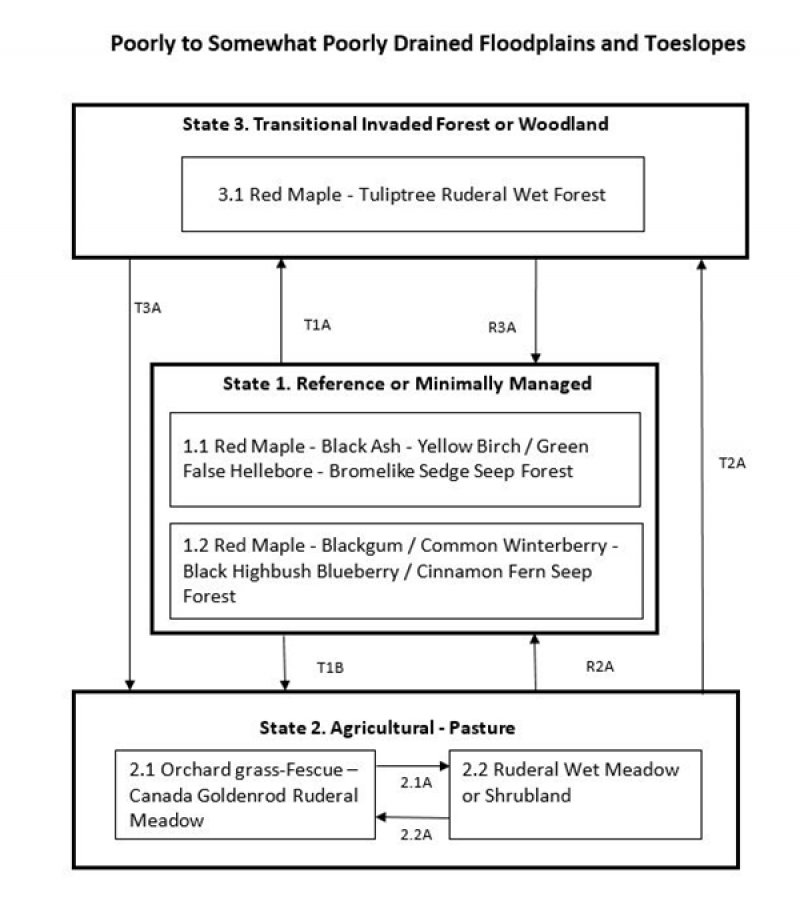 Model diagram