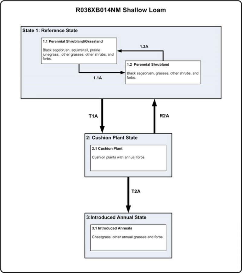 Model diagram