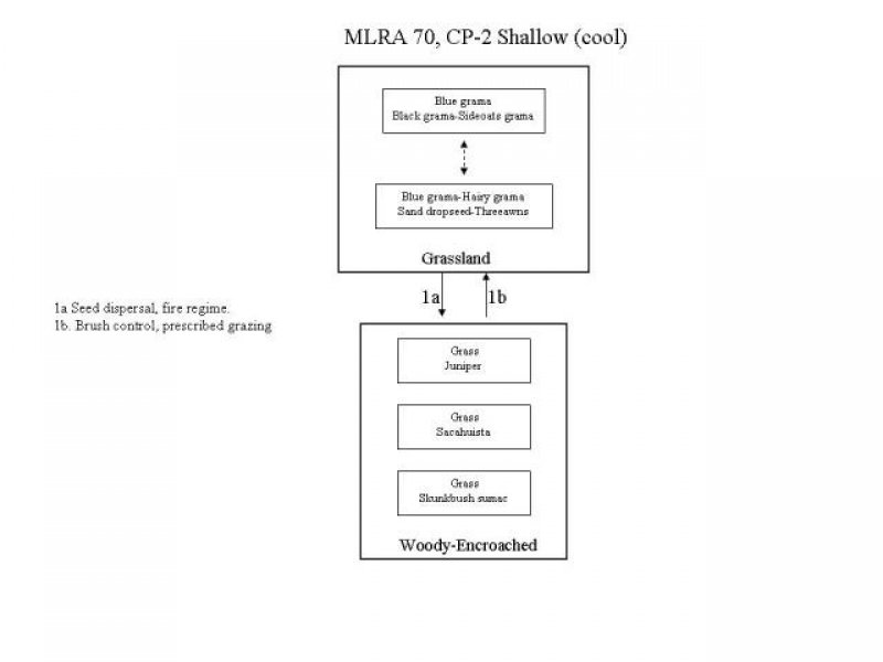 Model diagram