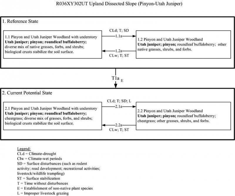 Model diagram