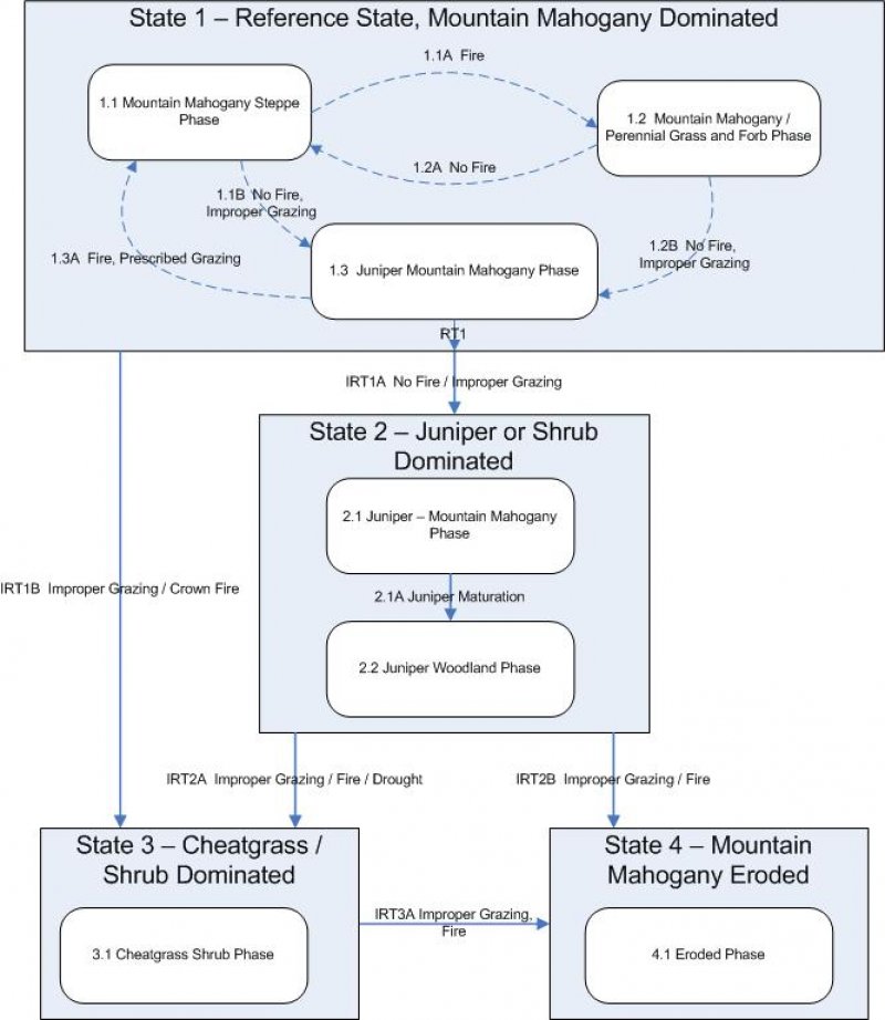 Model diagram
