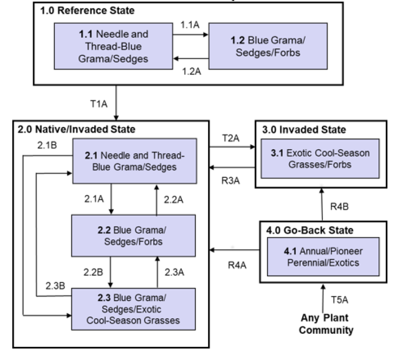 Model diagram