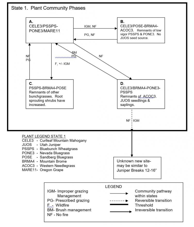 Model diagram