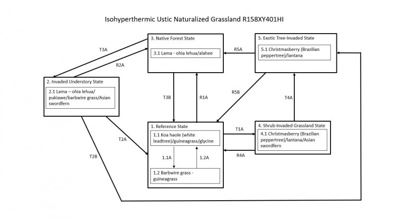Model diagram