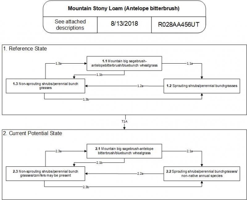 Model diagram
