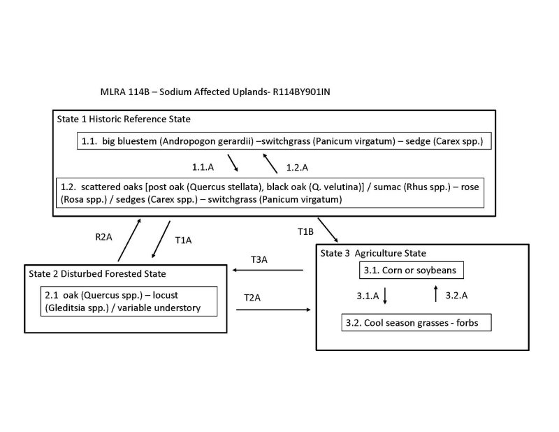 Model diagram