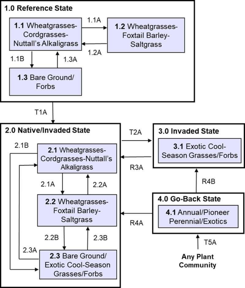 Model diagram