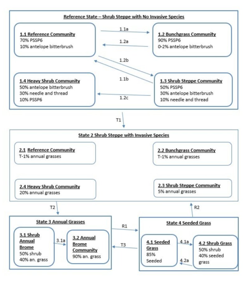 Model diagram