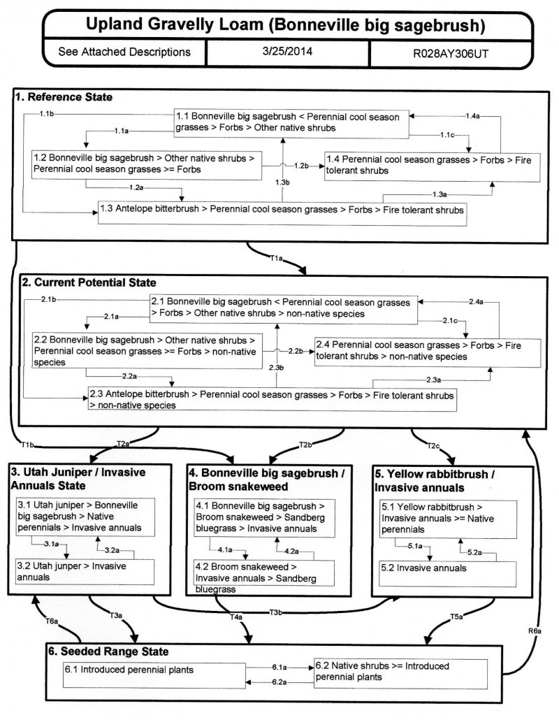 Model diagram