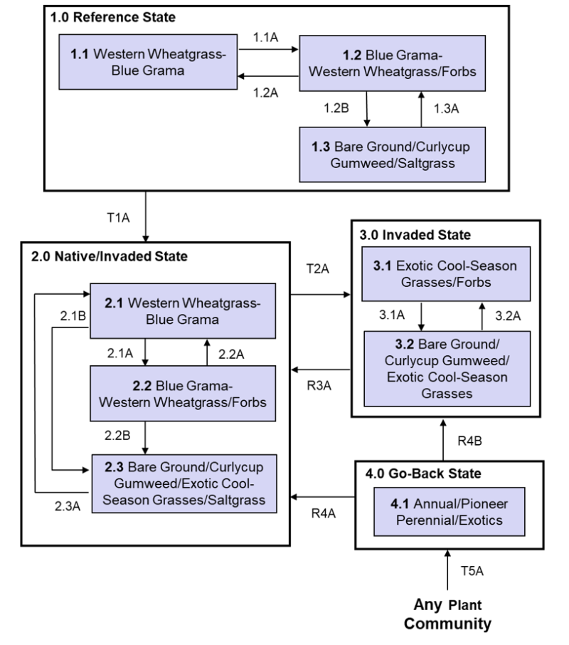 Model diagram
