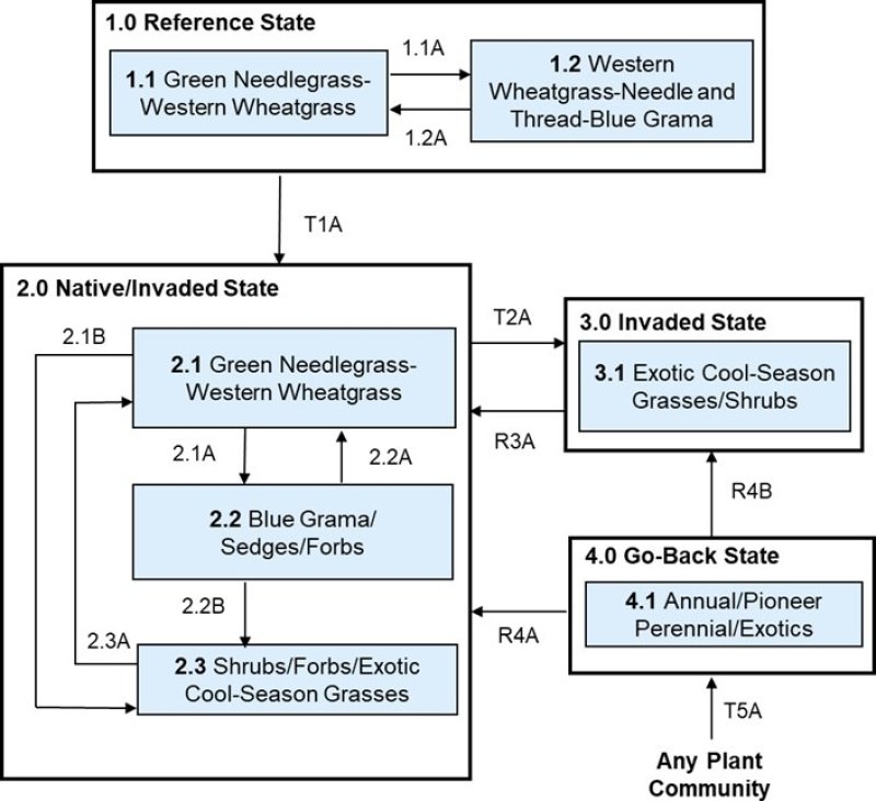 Model diagram
