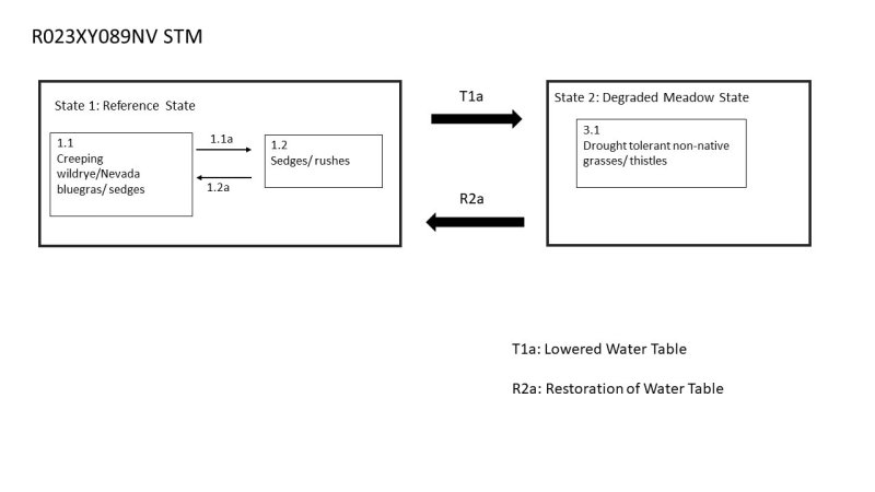 Model diagram