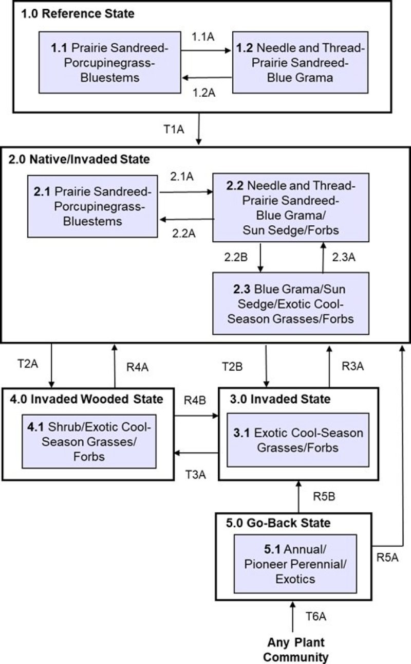 Model diagram