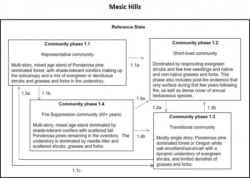 MesicHills_STMDiagram