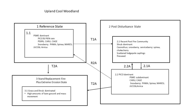 Model diagram