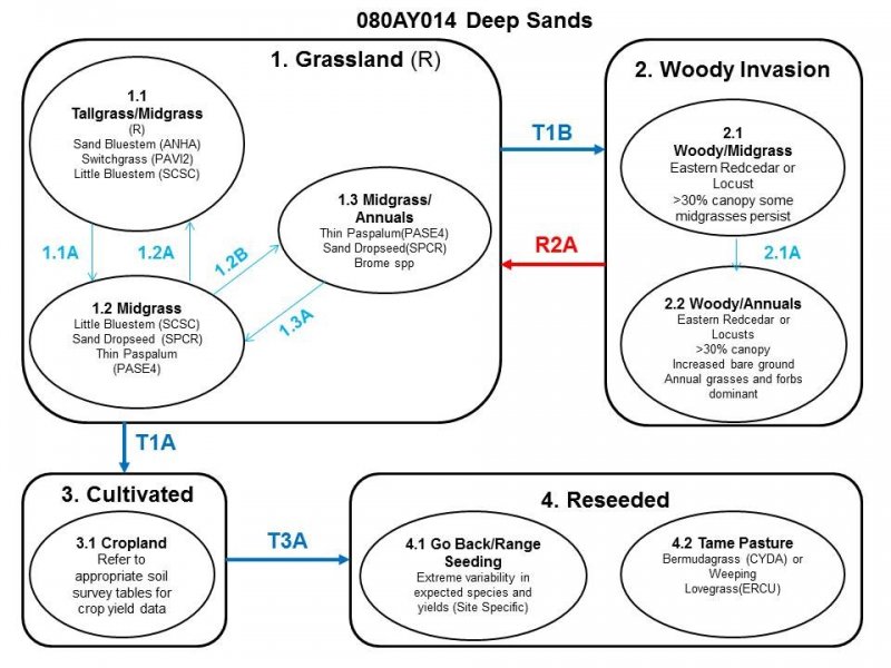Model diagram