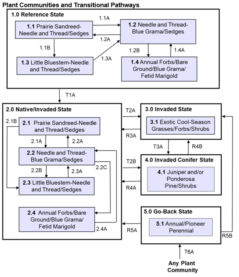 Model diagram