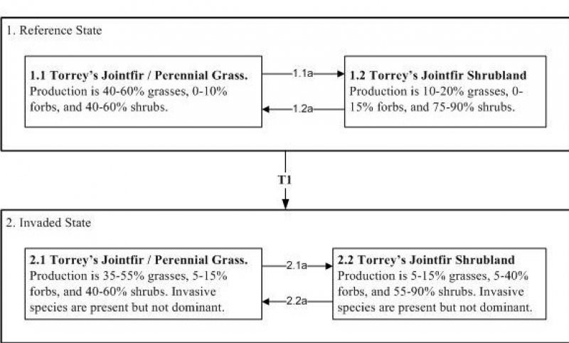 Model diagram