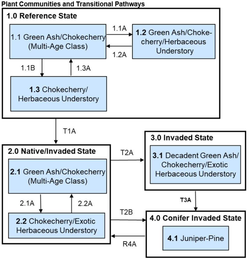 Model diagram