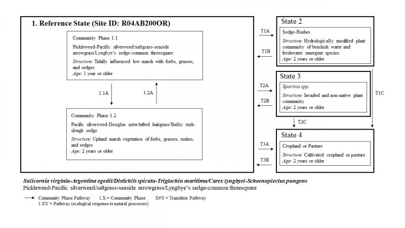 Model diagram