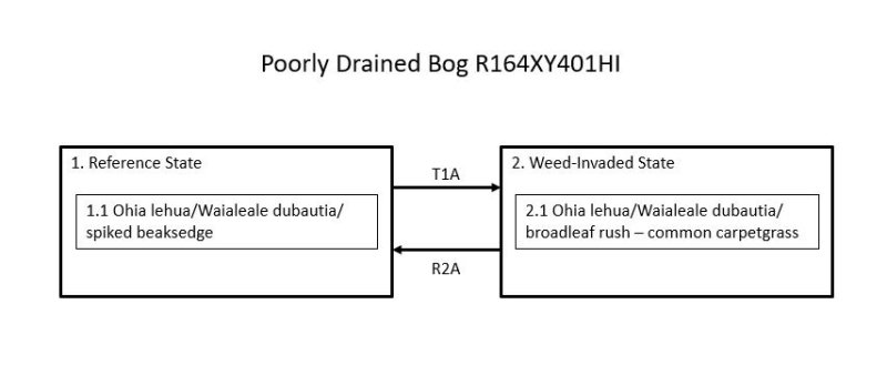 Model diagram