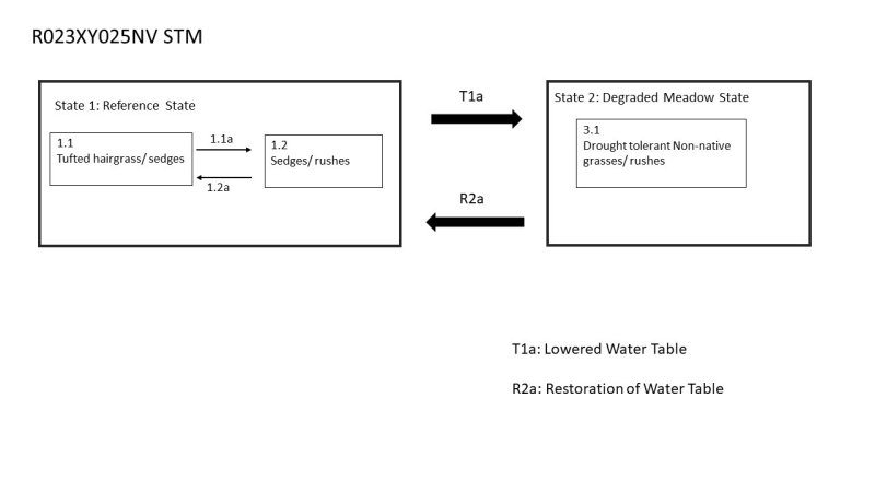 Model diagram