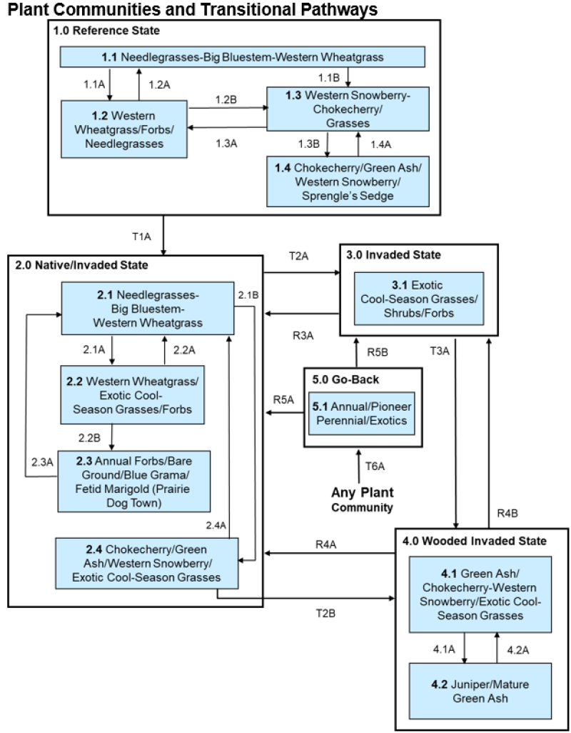 Model diagram
