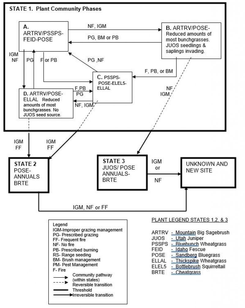Model diagram