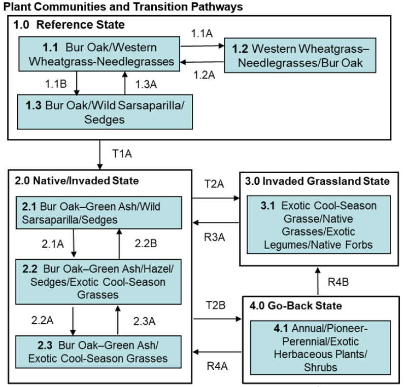 Model diagram