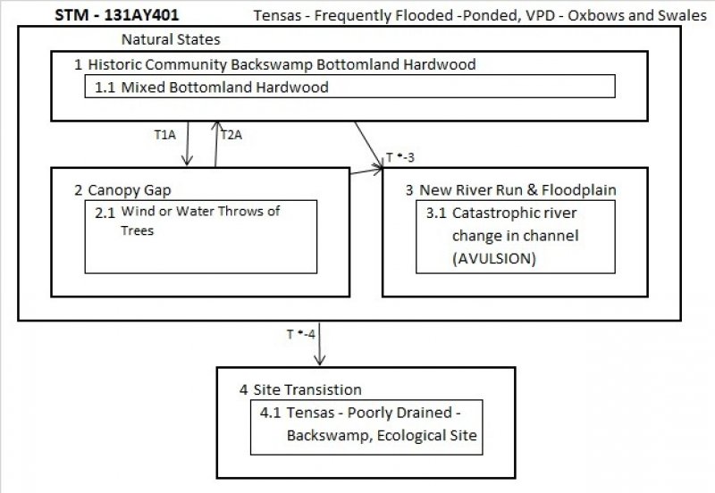 Model diagram