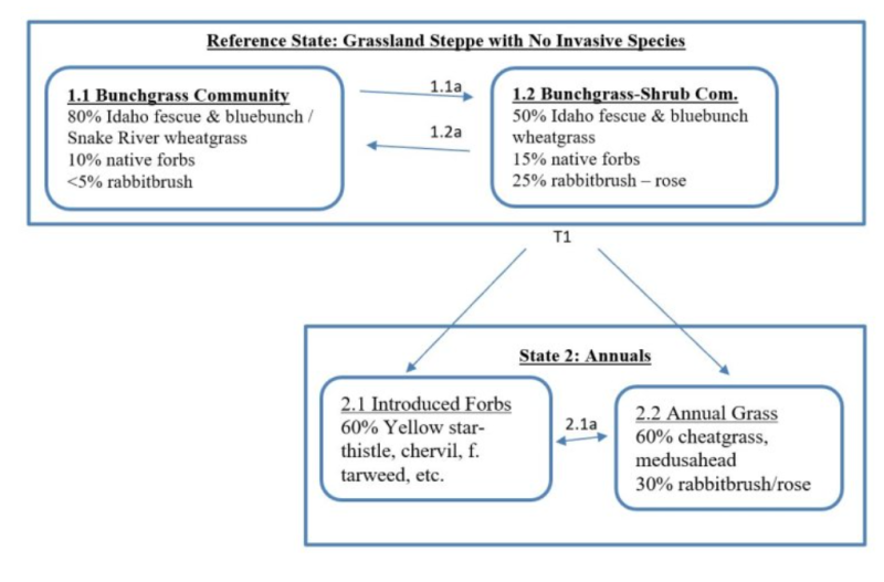 Model diagram
